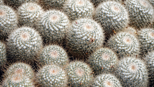 Kaktusy w szklarni