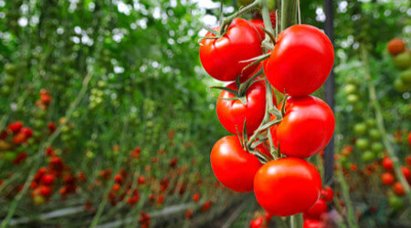plony pomidorów w szklarni