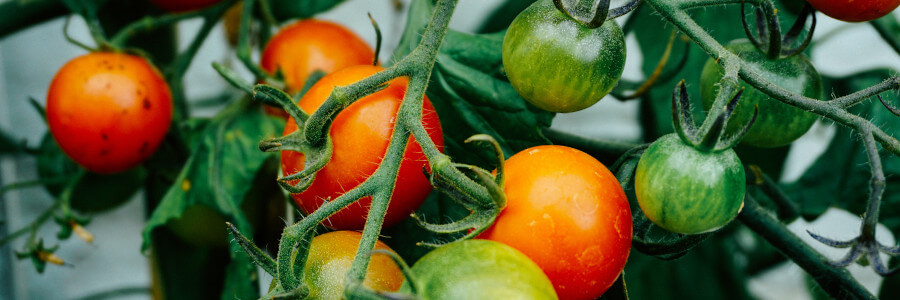 Wilgotność powietrza dla hodowli pomidorów