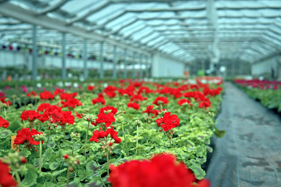 Uprawa szklarniowa - czerwone kwiaty