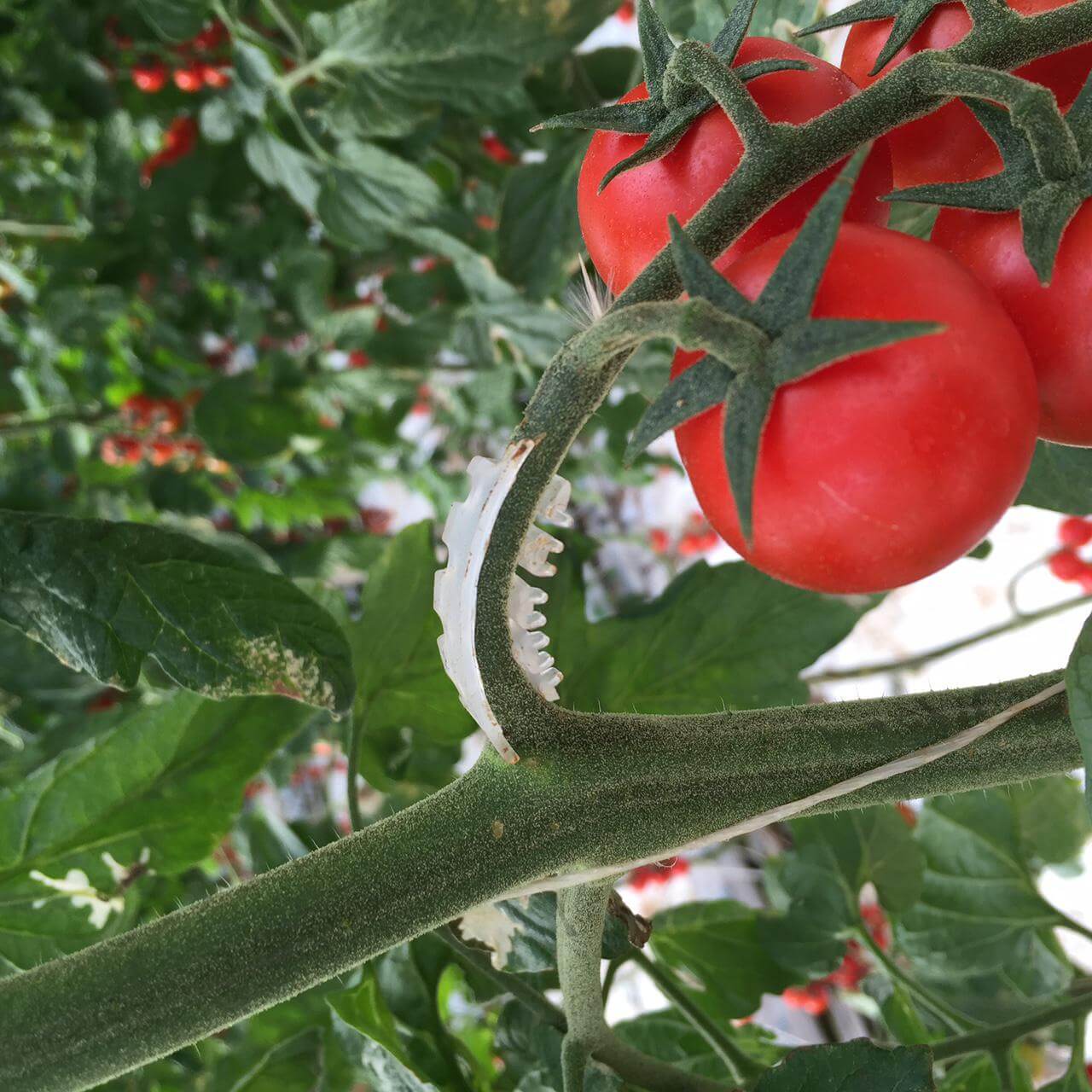 pomidory w szklaarani